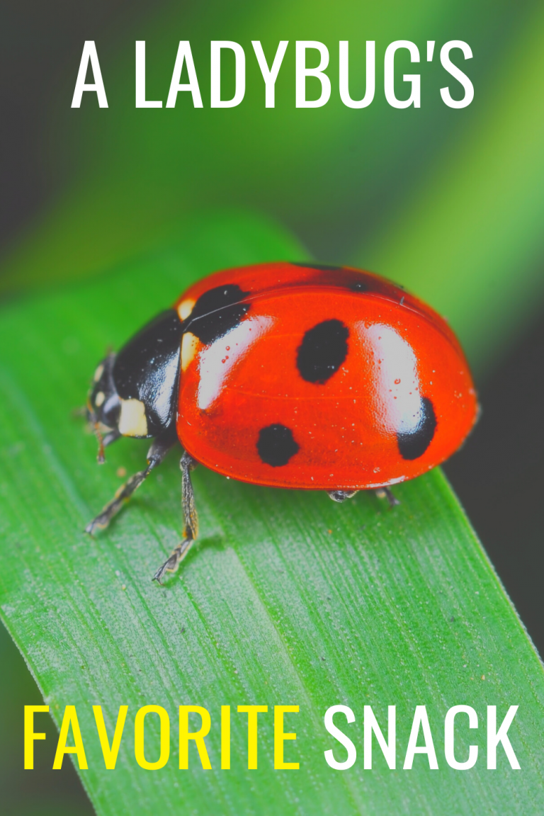 What Do Ladybugs Eat?