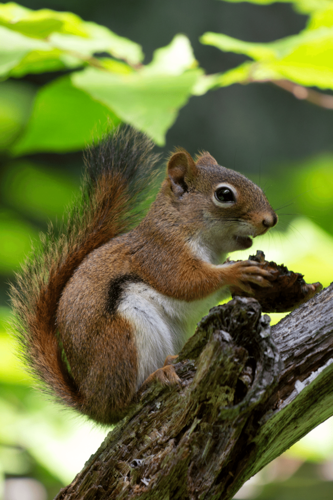 What Do Squirrels Eat? - #1 Best And Surprising Insights