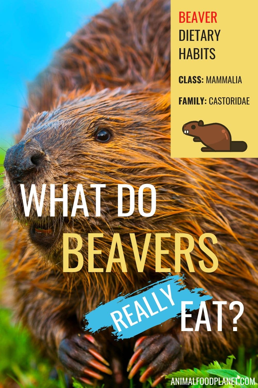 What Do Beavers Eat?