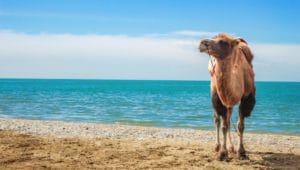 What do Camels Eat? The Camels' Diet in a Nutshell