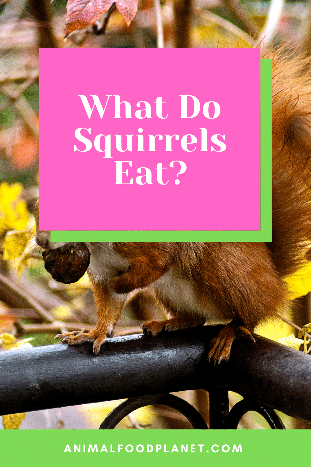 What Do Squirrels Eat? - #1 Best And Surprising Insights 