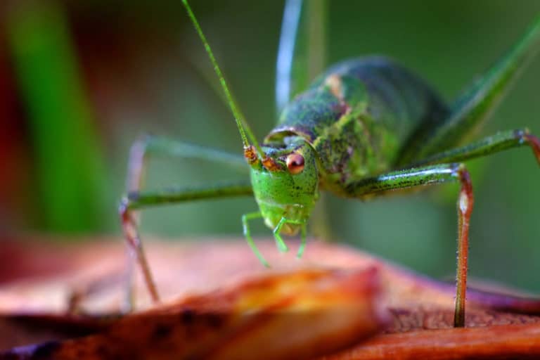 What Do Crickets Eat? – animalfoodplanet