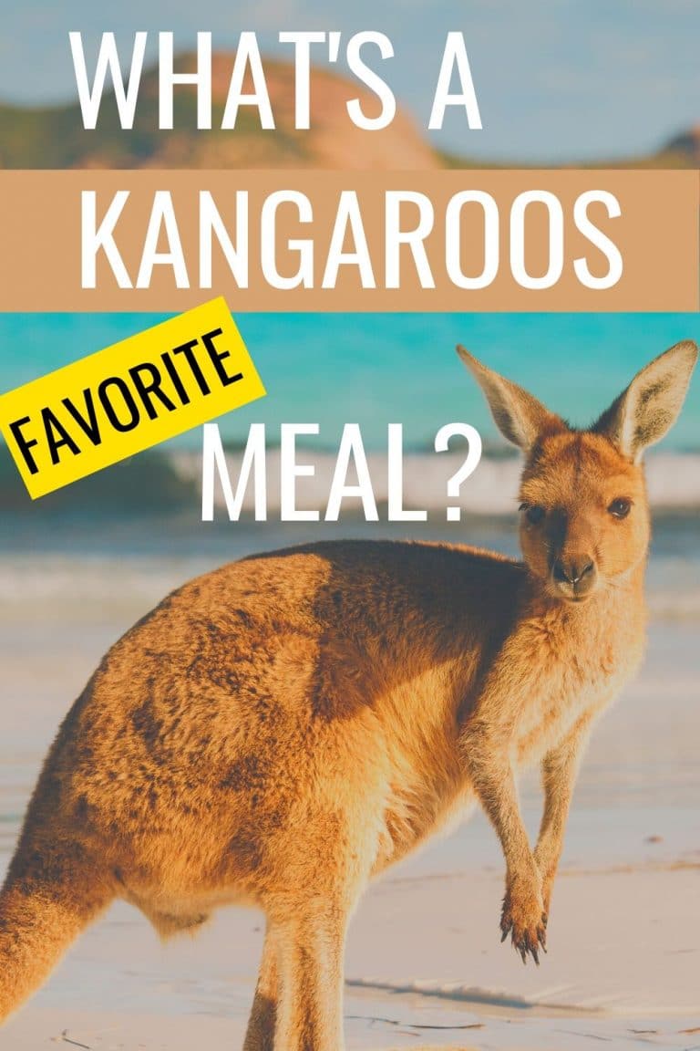 What Do Kangaroos Eat? – animalfoodplanet