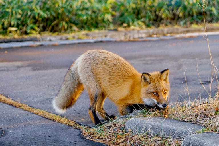 What Do Foxes Eat? The Red Fox Diet Explained – animalfoodplanet