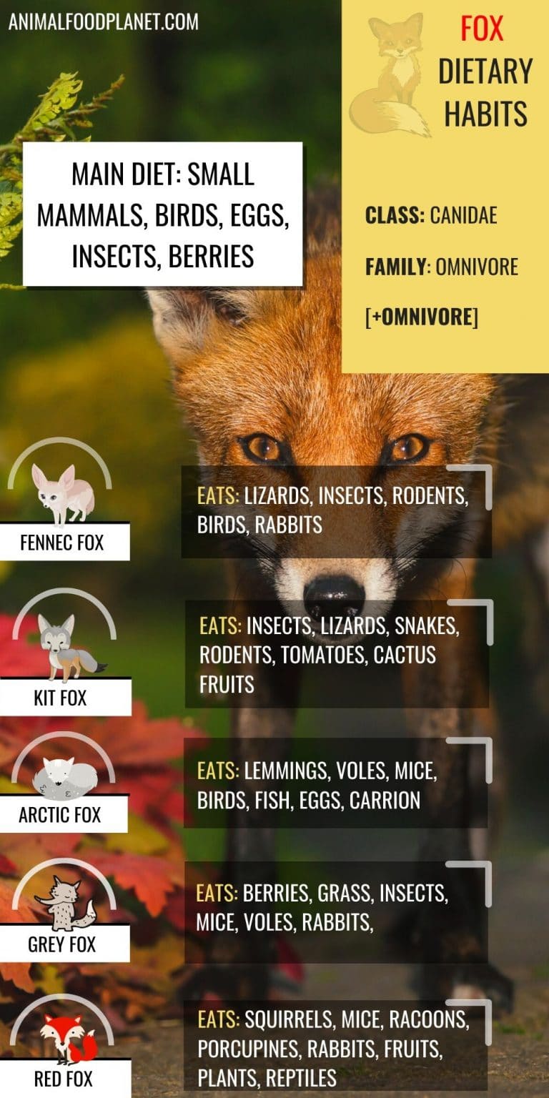 What Do Foxes Eat? The Red Fox Diet Explained – animalfoodplanet