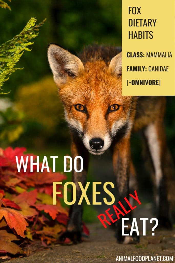 What Do Foxes Eat? The Red Fox Diet Explained – animalfoodplanet