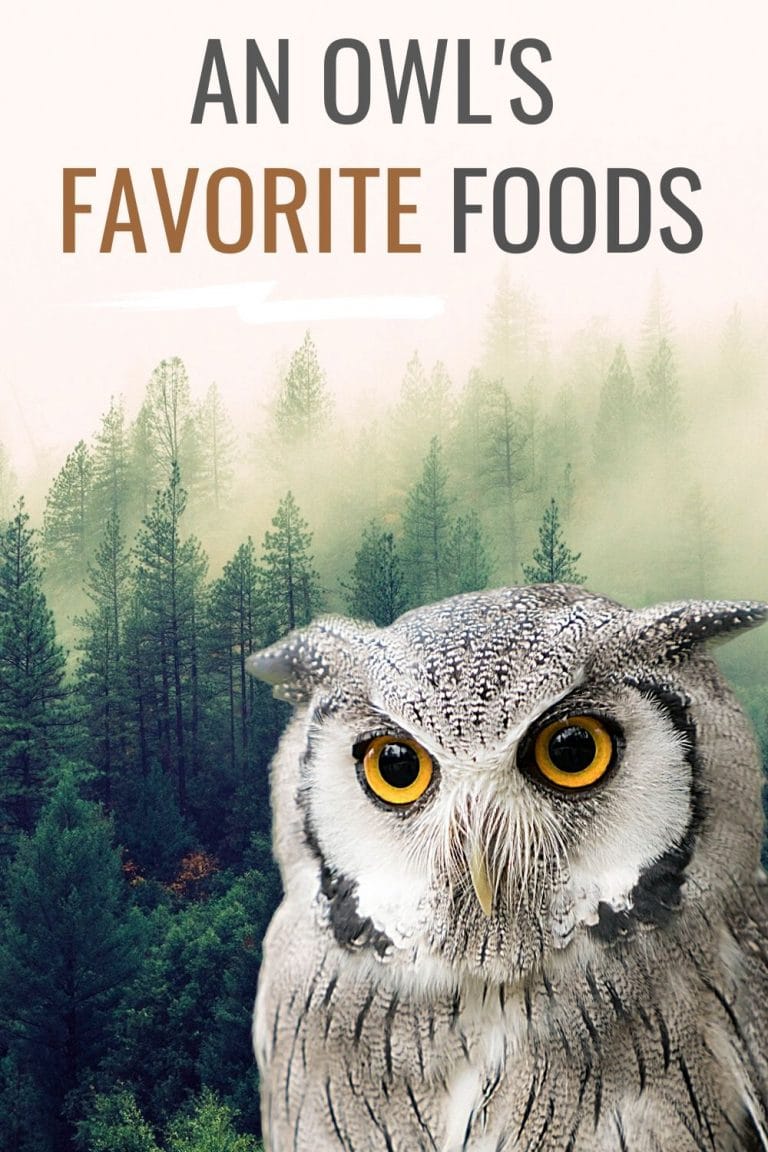 What Animal Likes To Eat An Owl at Michael Salvato blog