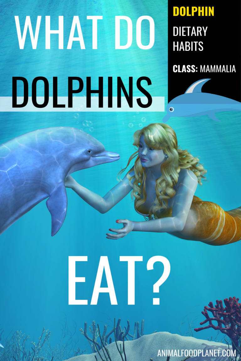 The Dolphin's Diet in a Nutshell