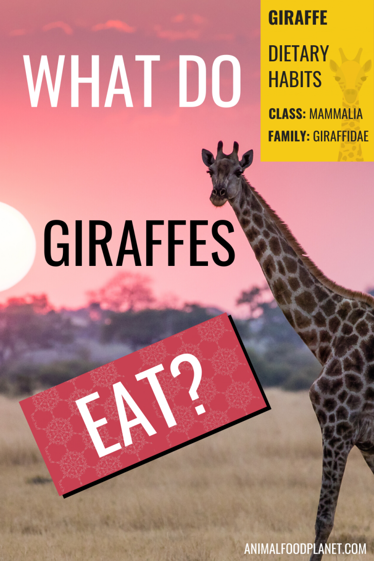 The Giraffe's Diet (in the Wild/Captivity/Seasons)