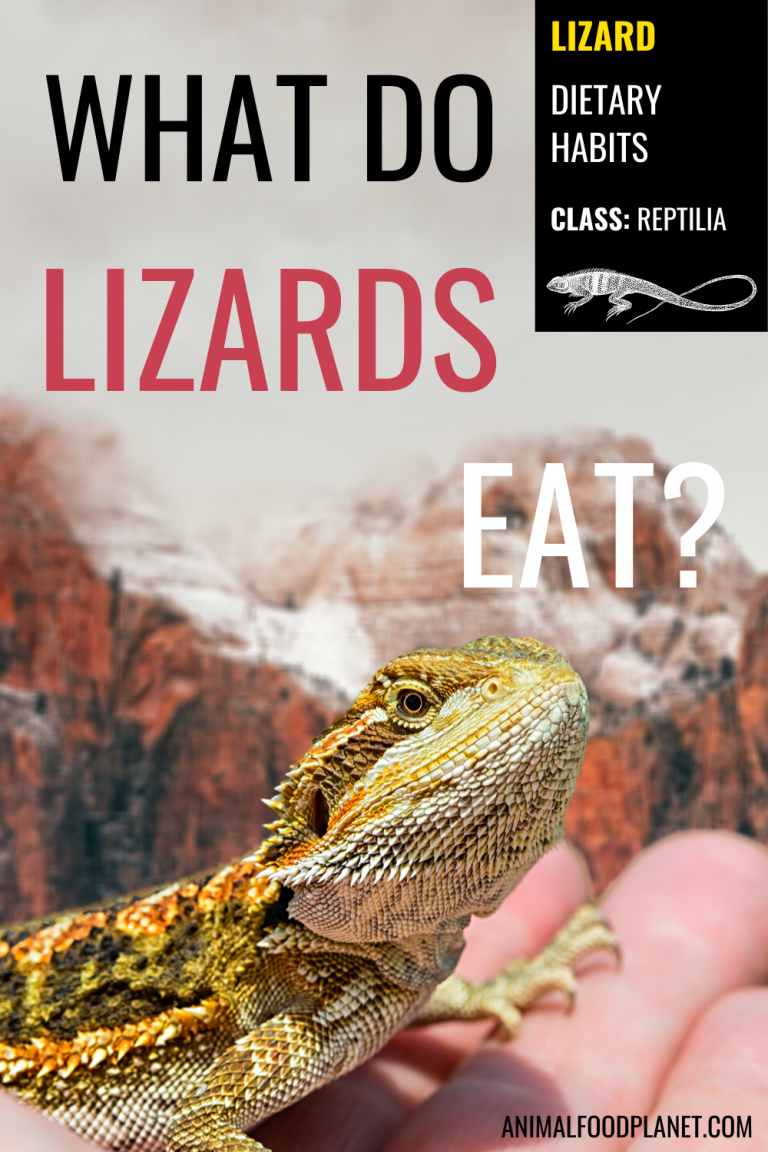 The Lizard's Diet (Wild/Captivity)