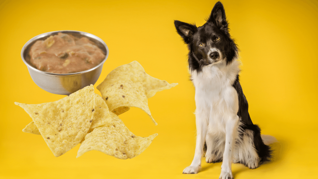 Can Dogs Have Tortilla Chips? Really?