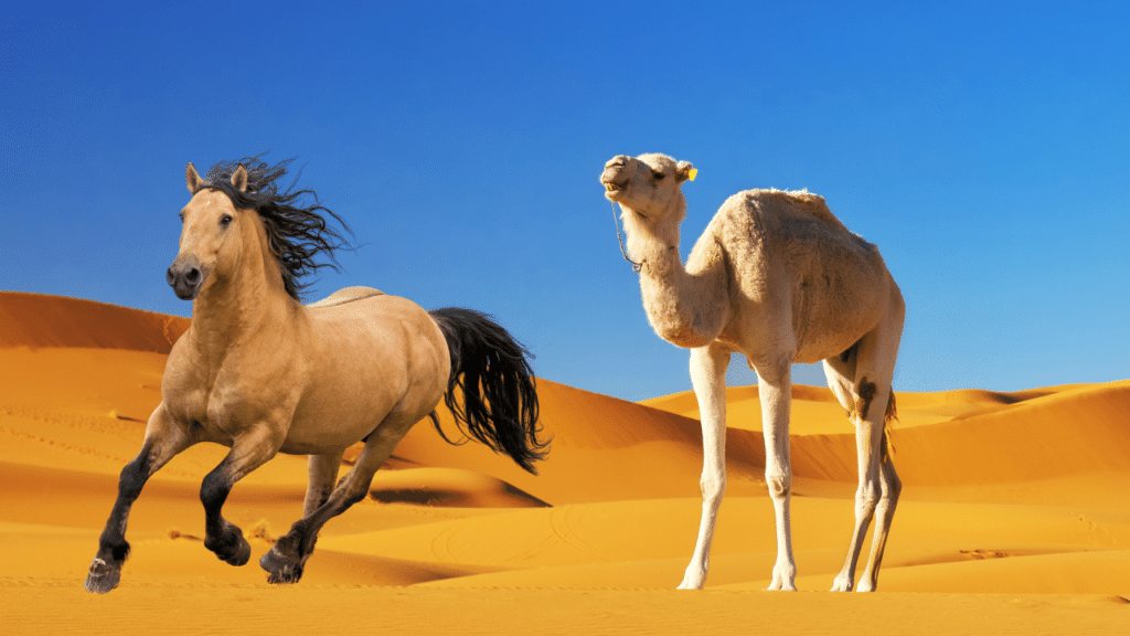 How Fast Camels Are Compared to Horses – animalfoodplanet