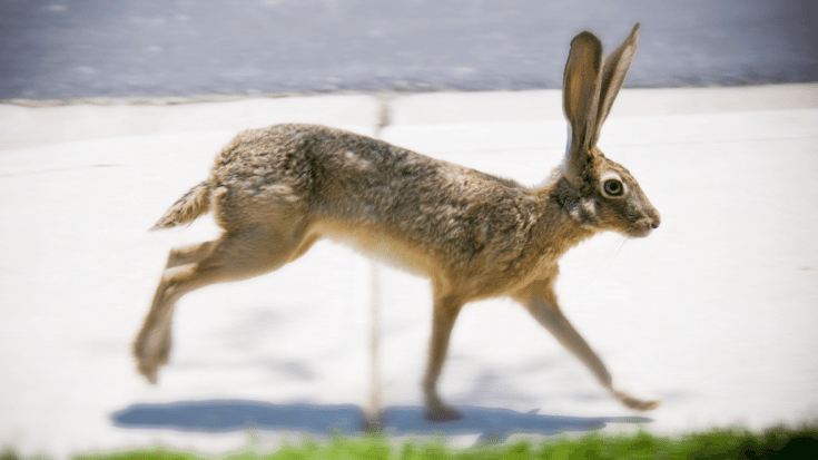 how-fast-can-a-rabbit-run-what-do-you-think