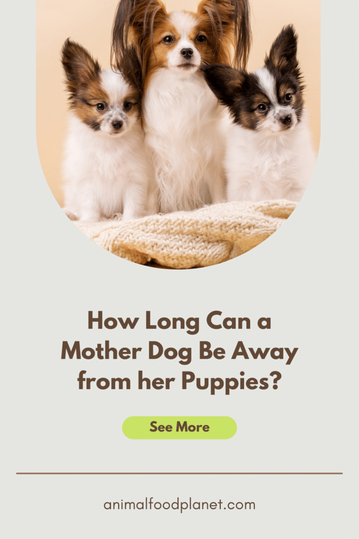 when can a puppy be taken from its mother