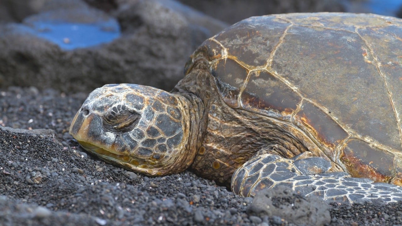 how-long-do-turtles-sleep