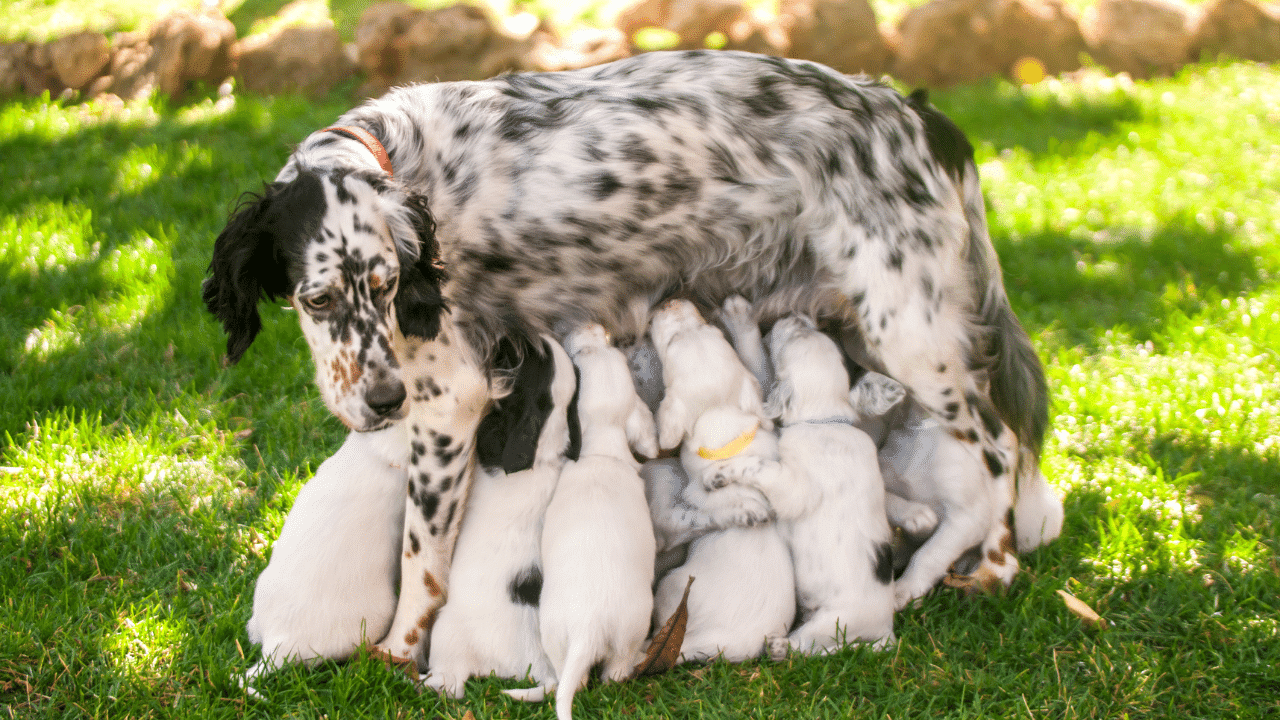 how old should a dog before separating from mother
