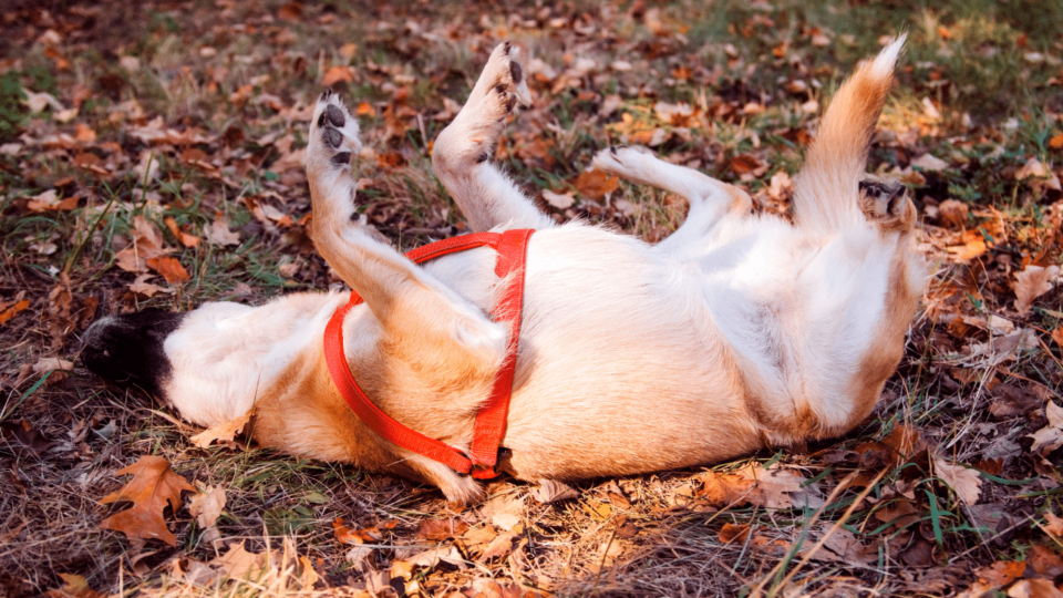 7 Astonishing Reasons a Dog Rubs His Face after Eating