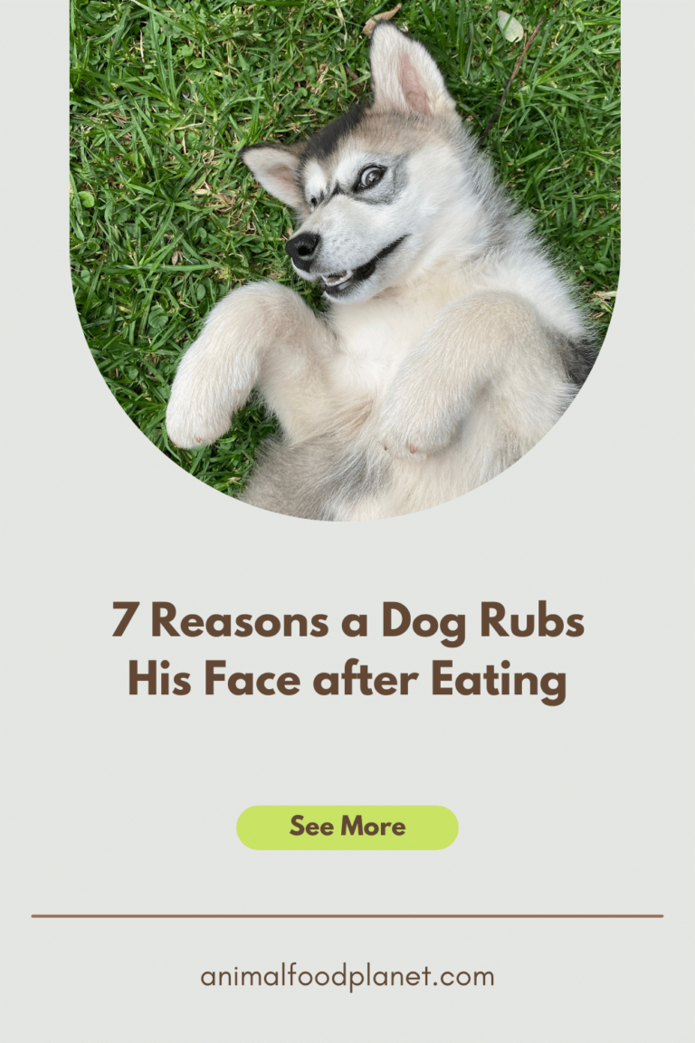 7 Astonishing Reasons a Dog Rubs His Face after Eating – animalfoodplanet