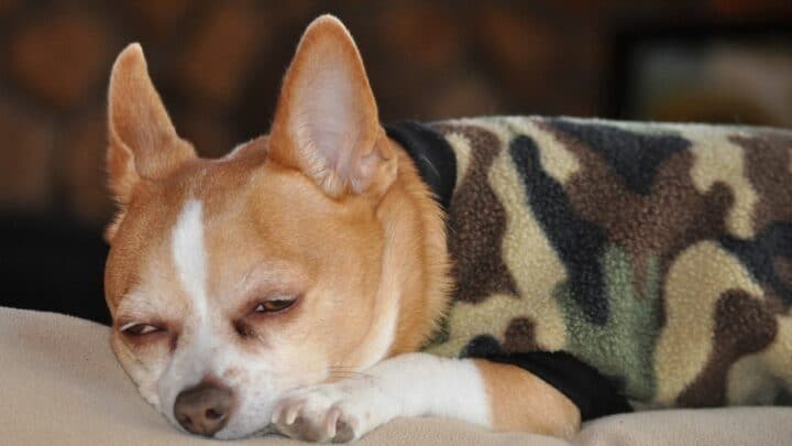 10 Good Reasons Why Your Dog Might Snore