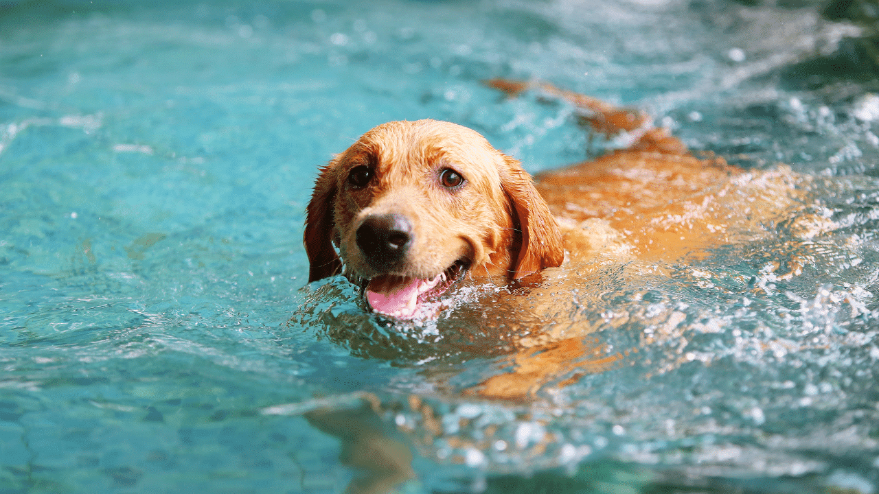 where-can-i-take-my-dog-swimming-the-answer