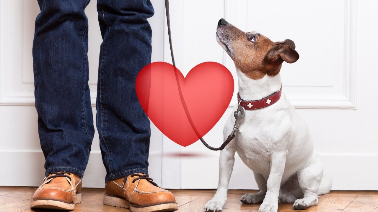 How Do Dogs Say "I Love You"? ― 11 Ways!