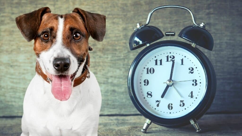 How Long is an Hour in Dog Time? — Revealed!