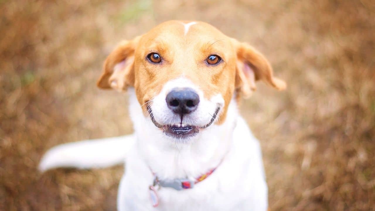 how do i teach my dog to smile on command