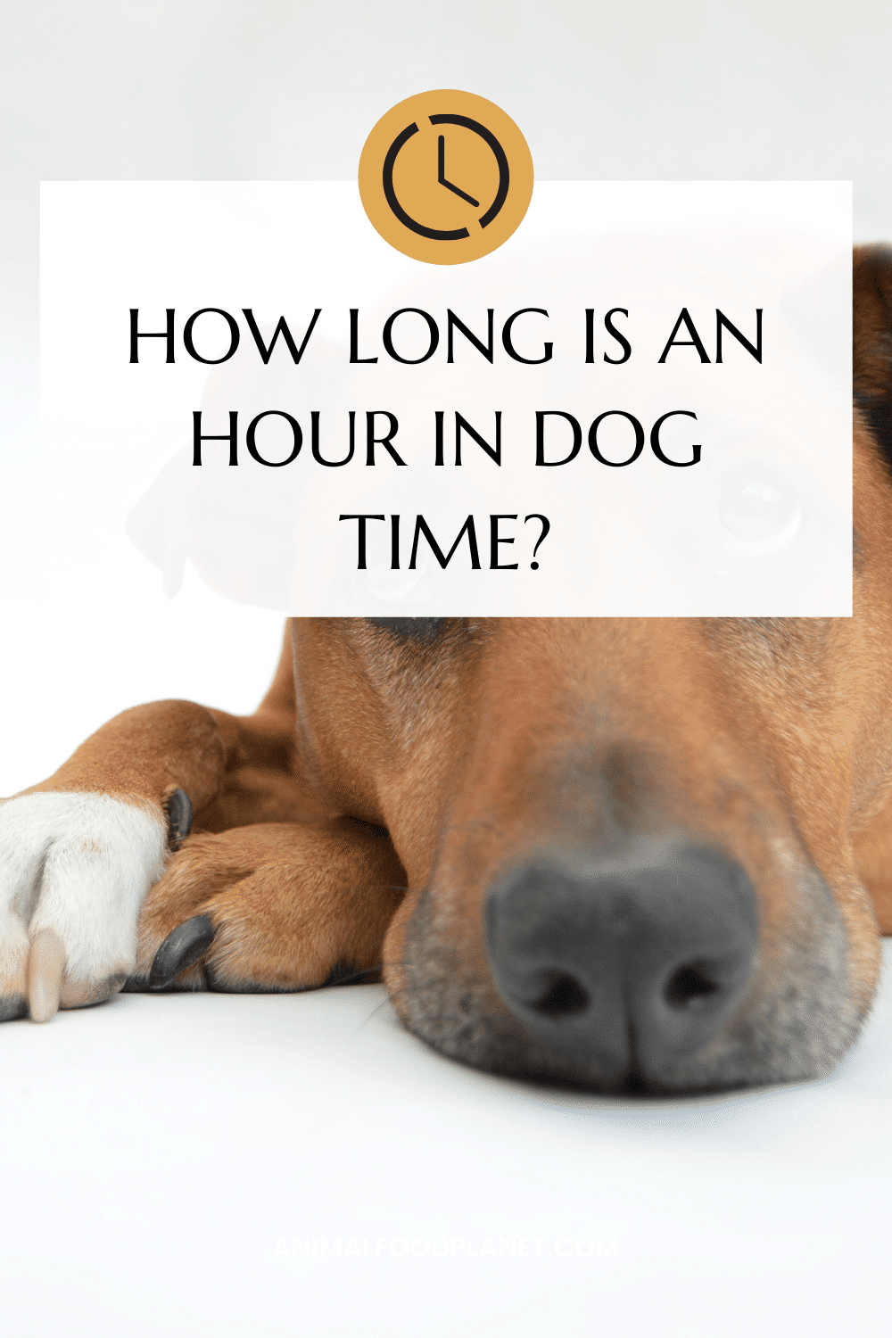 how-long-is-an-hour-in-dog-time-revealed