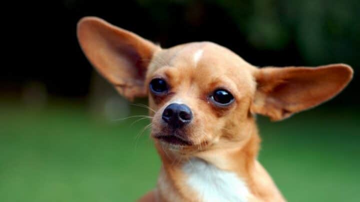 How to Stop A Chihuahua from Barking ― Best Tips!