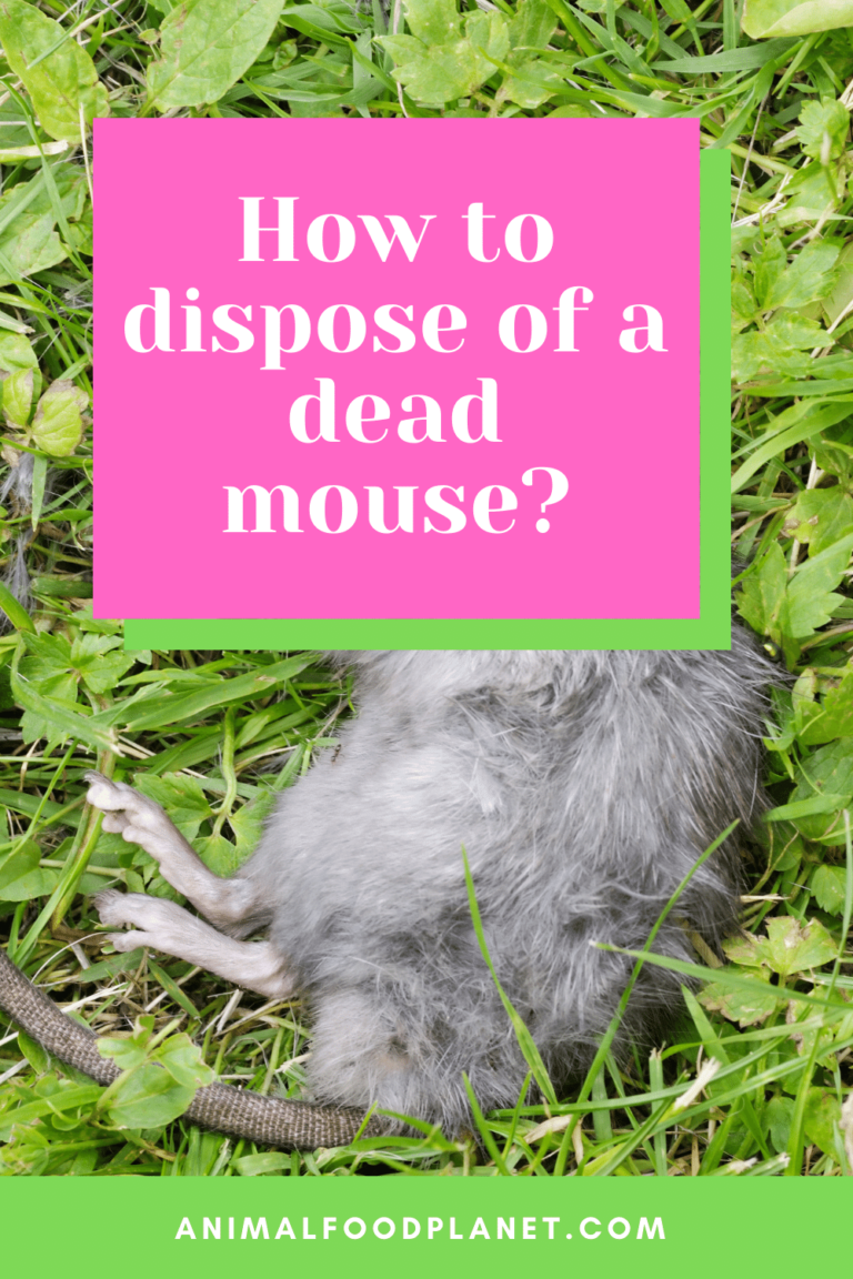 how-to-dispose-of-a-dead-mouse