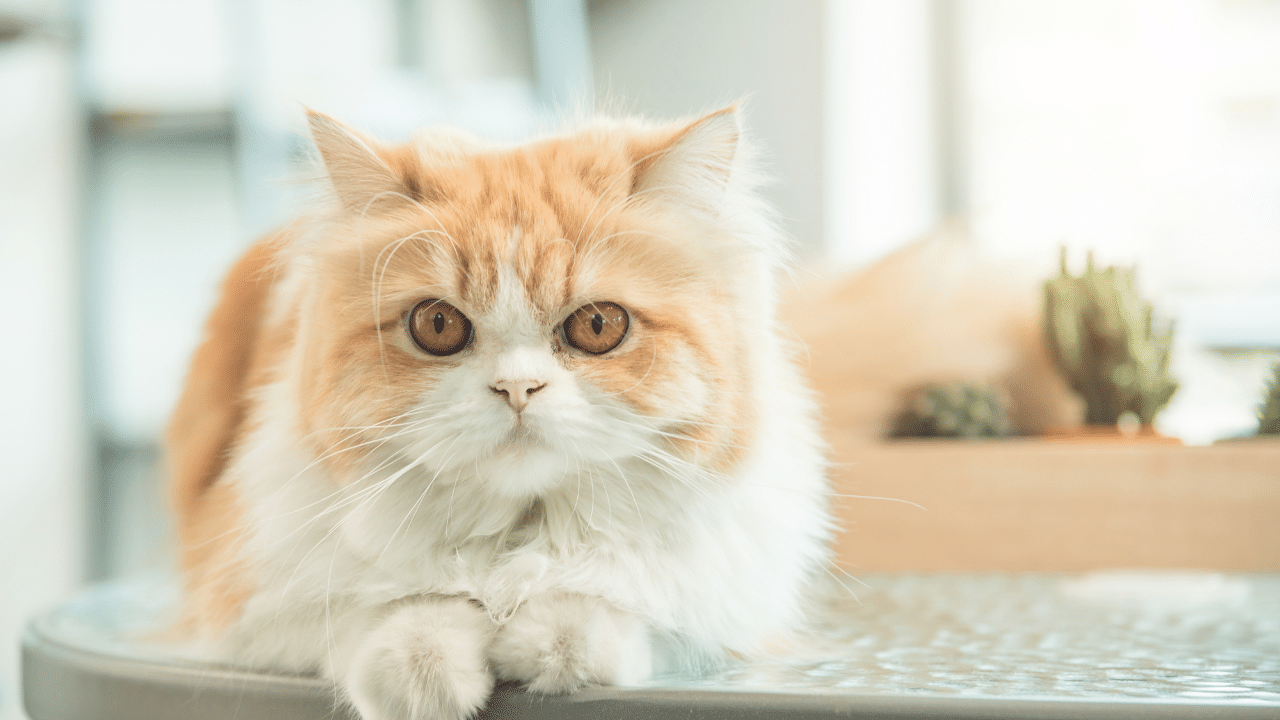 Top 10 how much is a persian cat cost You Need To Know