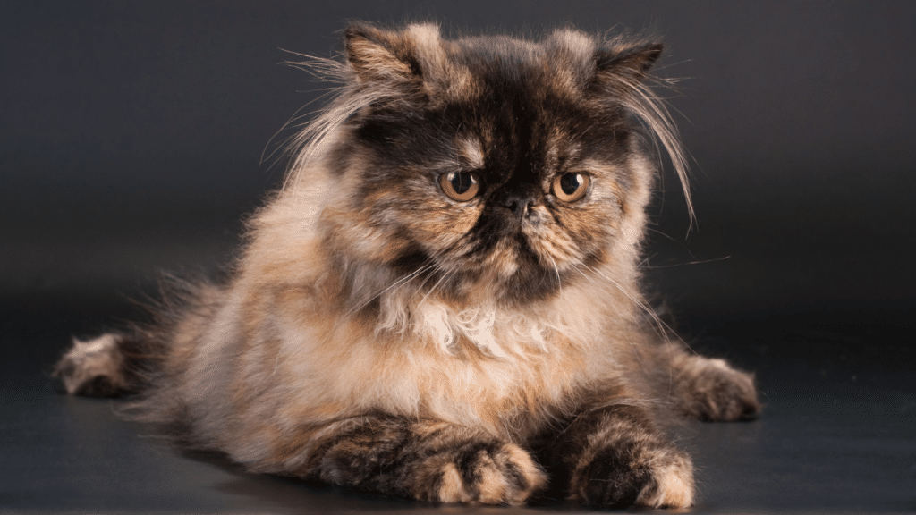 How Much Does A Persian Cat Cost? That's Expensive!