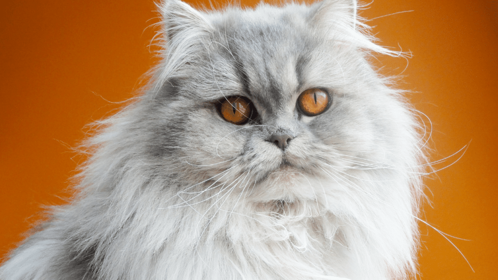 How Much Does A Persian Cat Cost? That's Expensive!