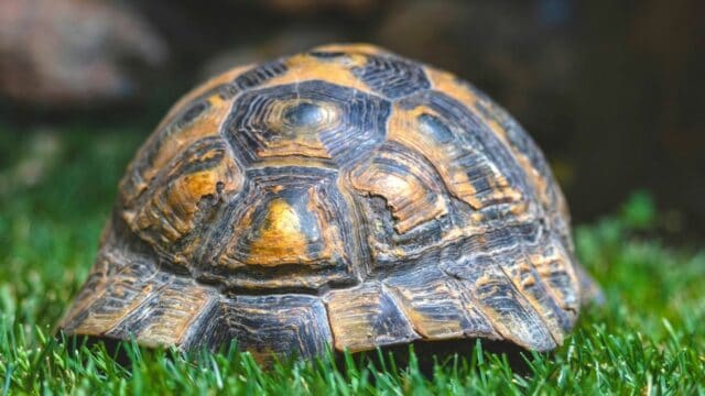 Why Do Turtles Have Shells? – The Answer Might Surprise You ...