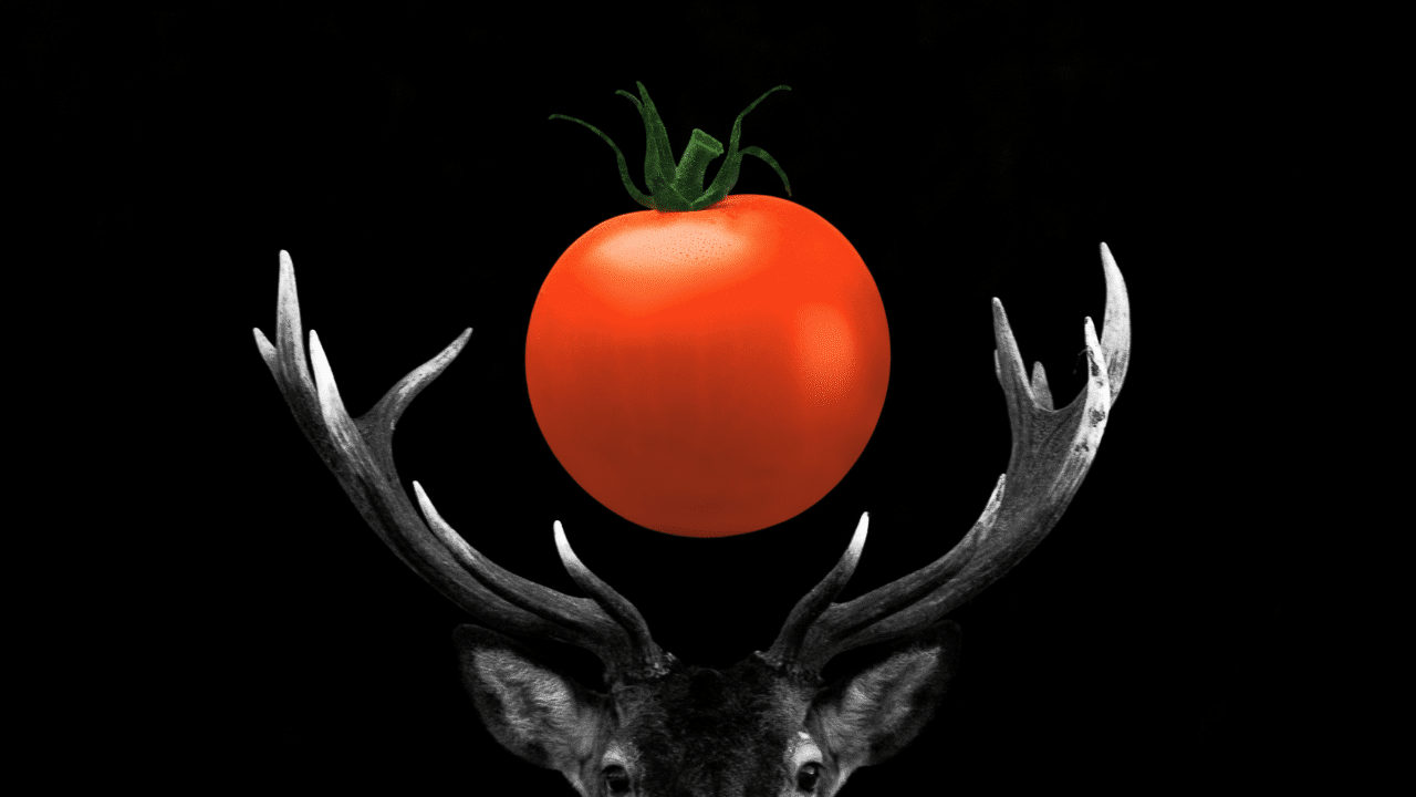 Deer eat tomato plants