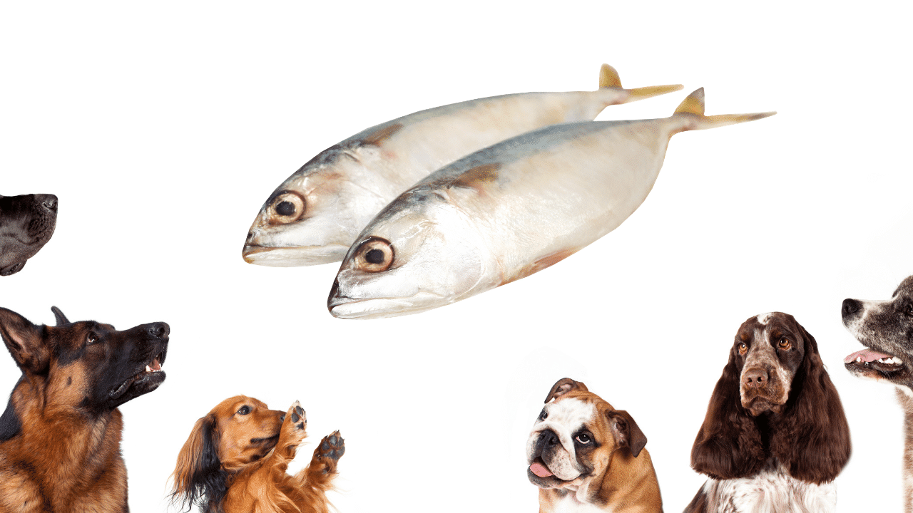 what kinds of fish can dogs eat