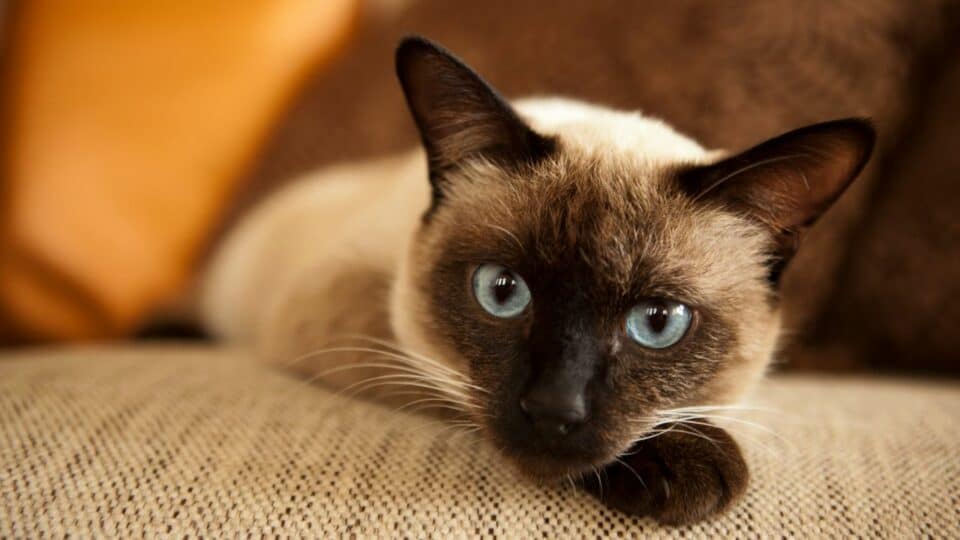 how-much-do-siamese-cats-cost-what-you-need-to-know