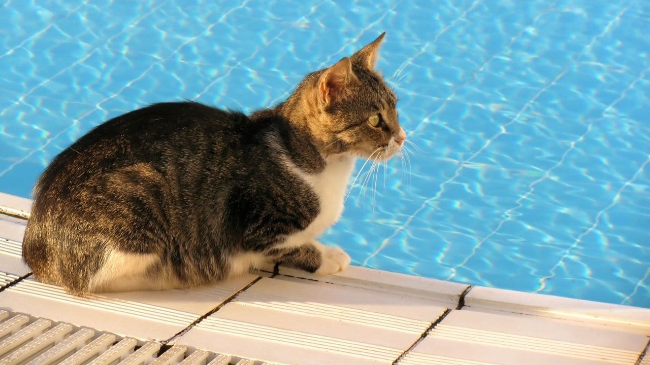 Can Cats Swim? The Truth! – animalfoodplanet