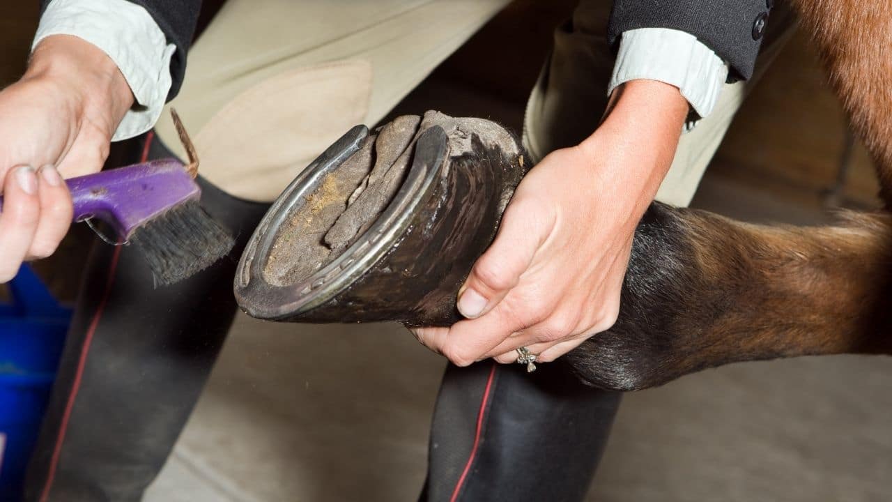 How To Treat Canker In Horses Feet at sarahdclarko blog