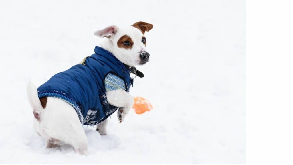 How to Keep Dogs Warm Outside ― Our Top Tips