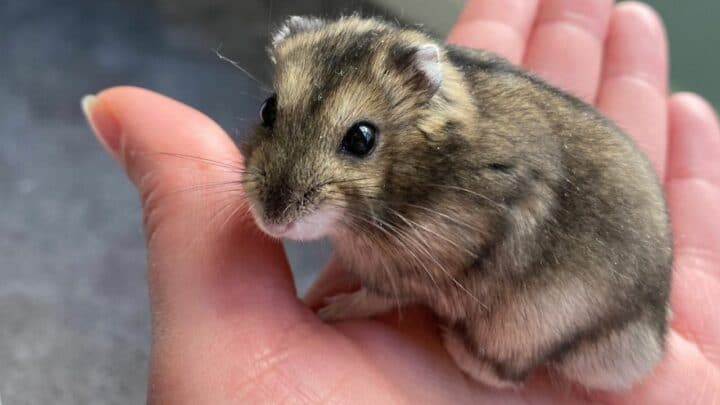 How to Tell Your Hamster Likes You — 7 Signs of Affection!