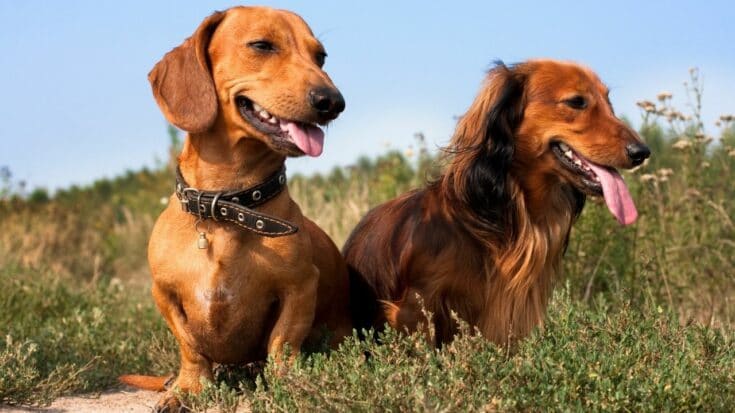 Standard Dachshund vs. Mini Dachshund: Here’s The Difference ...