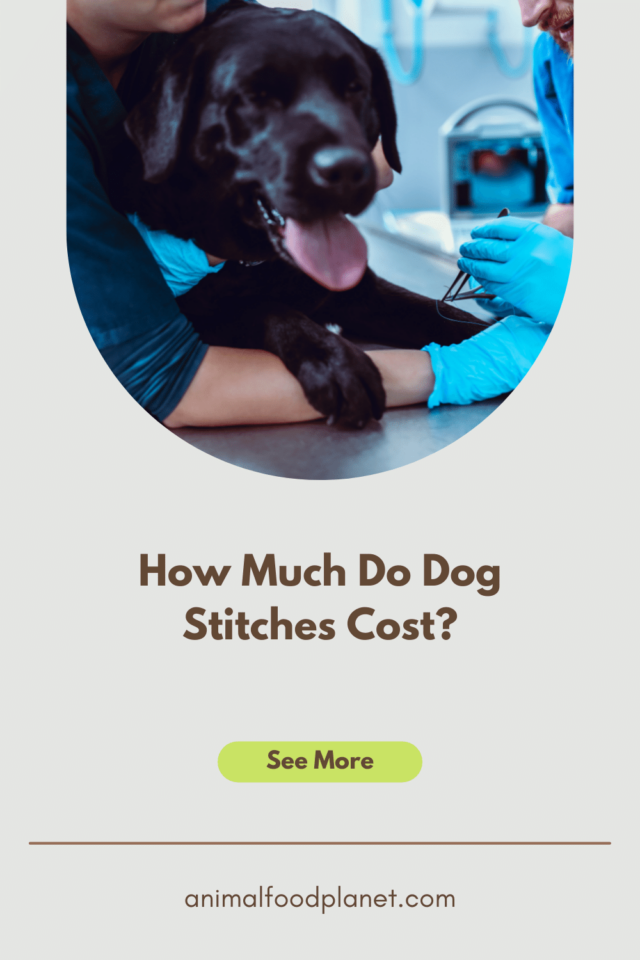 How Much Do Dog Stitches Cost?