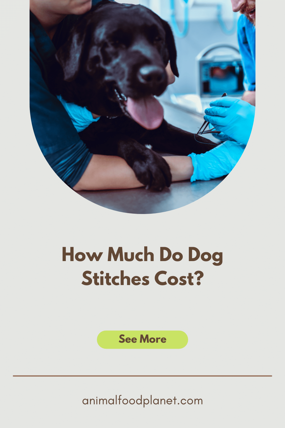 How Much Do Dog Stitches Cost - WebSelfEdit