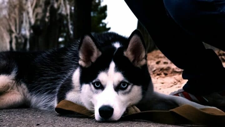 Why do Huskies Whine? Well…