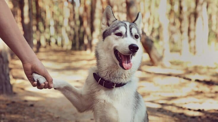 How Do Huskies Play? — Wow!