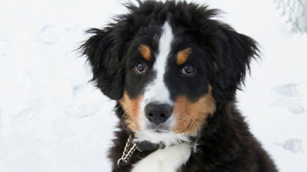 How to Train a Bernese Mountain Dog Puppy — Top Tips