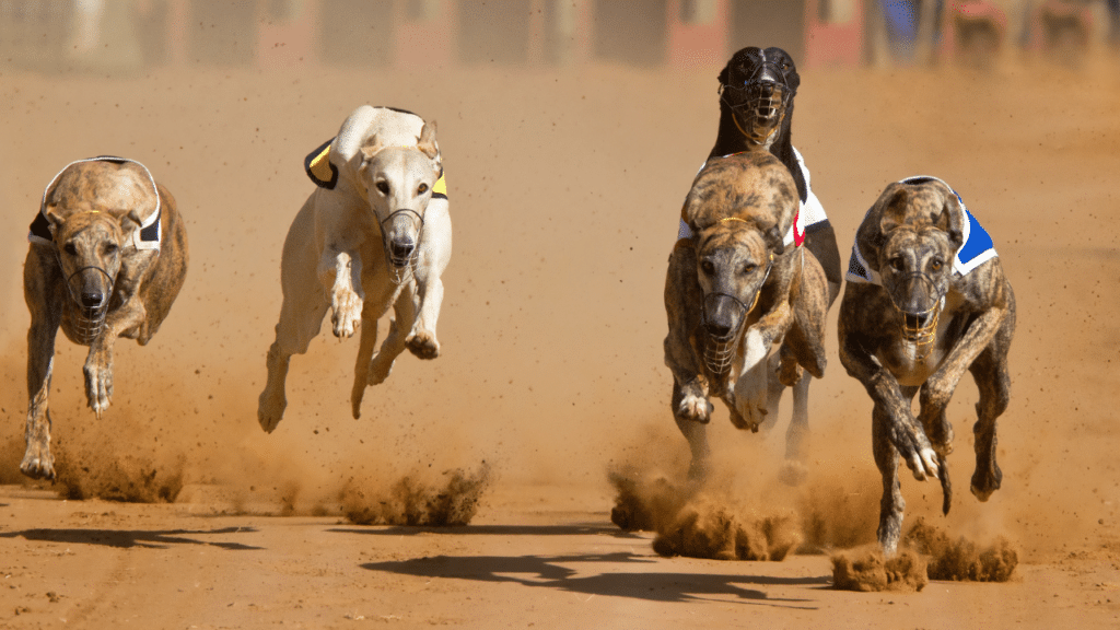 closest dog racing online