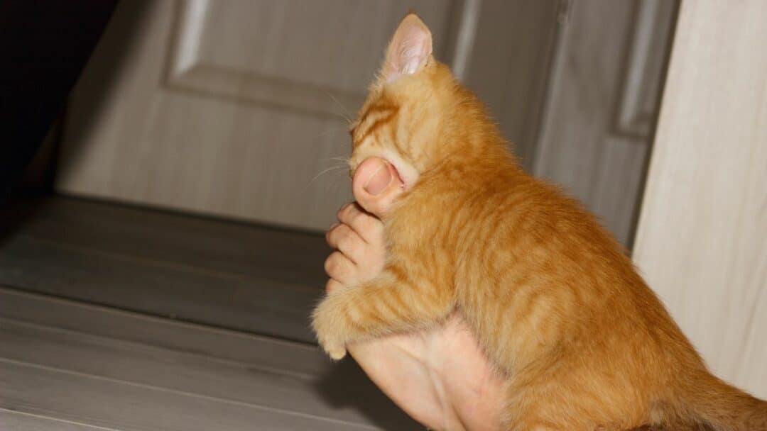 4 Reasons Why Do Cats Bite Feet Ouch!