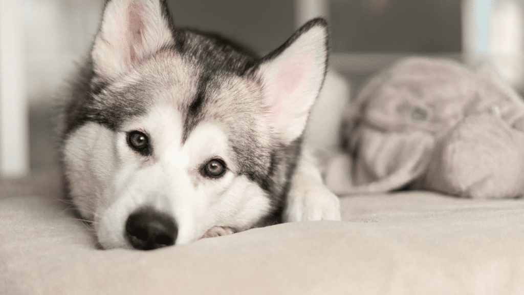 When and How Often Do Huskies Go Into Heat — The Answer! – animalfoodplanet